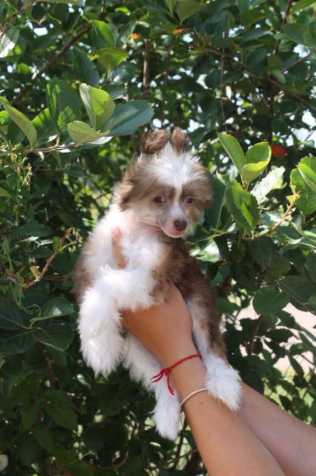 Ognenny Lotos Cvetana