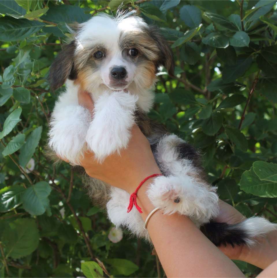 Ognenny Lotos Cilicia