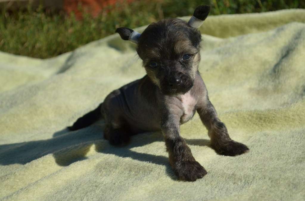 Ognenny Lotos Charli