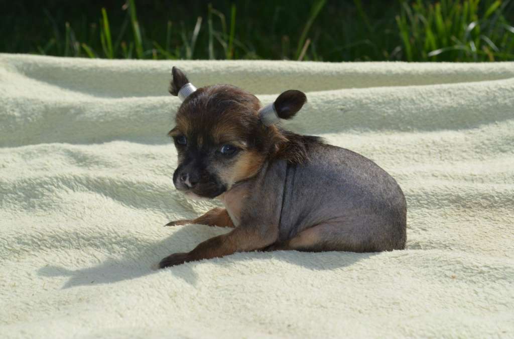 Ognenny Lotos Chemberlen