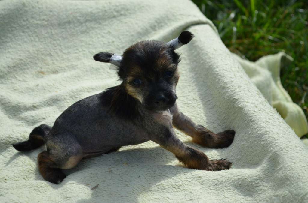 Ognenny Lotos Chokopai