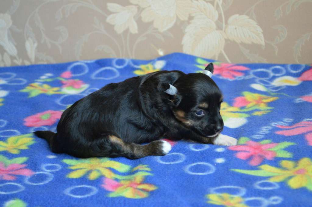 Ognenny Lotos Shaini