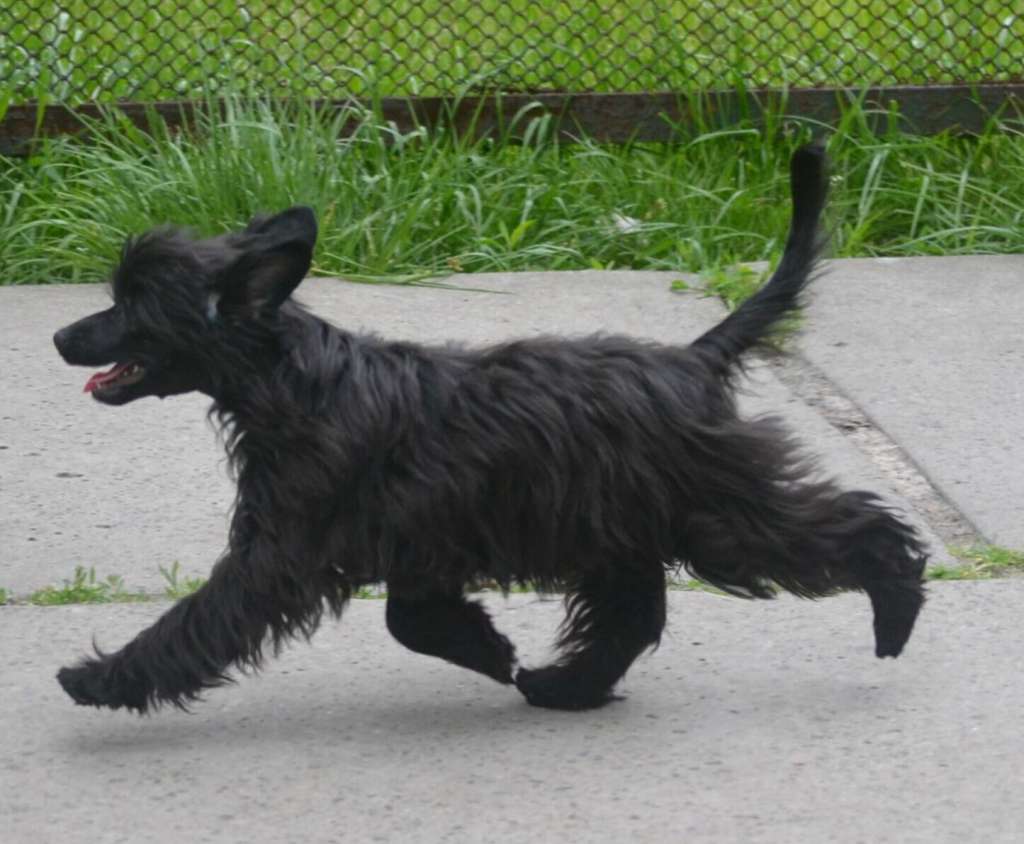 Magic of Success Garmoniya