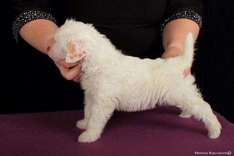 Sun Dan Tribute To Magma