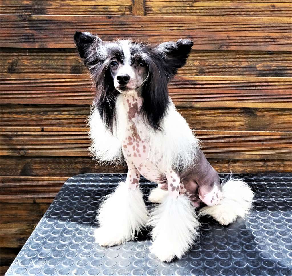 Chevalier Diamond of the Night