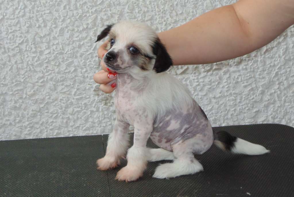 Karnelius Marguerite de Valois