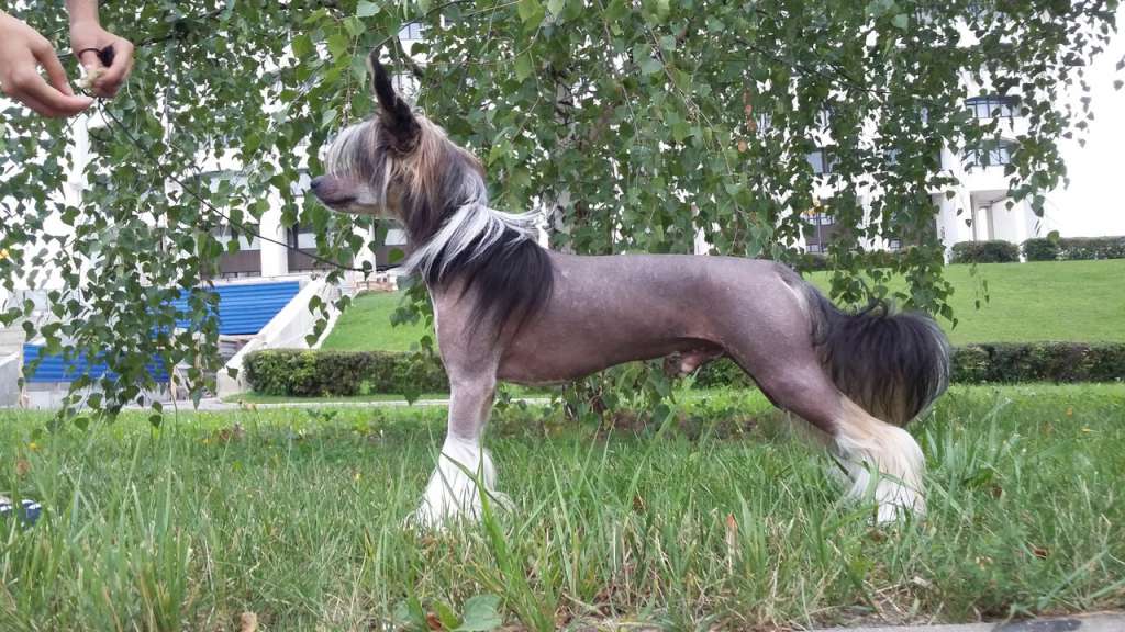 Geoffrey Grand de Palmyre