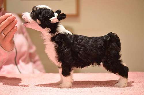 Jean Dark Mrs. Robinson