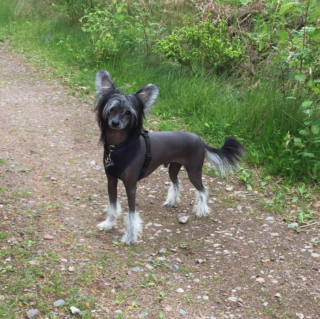 Kalimera's Crispy Kalamari