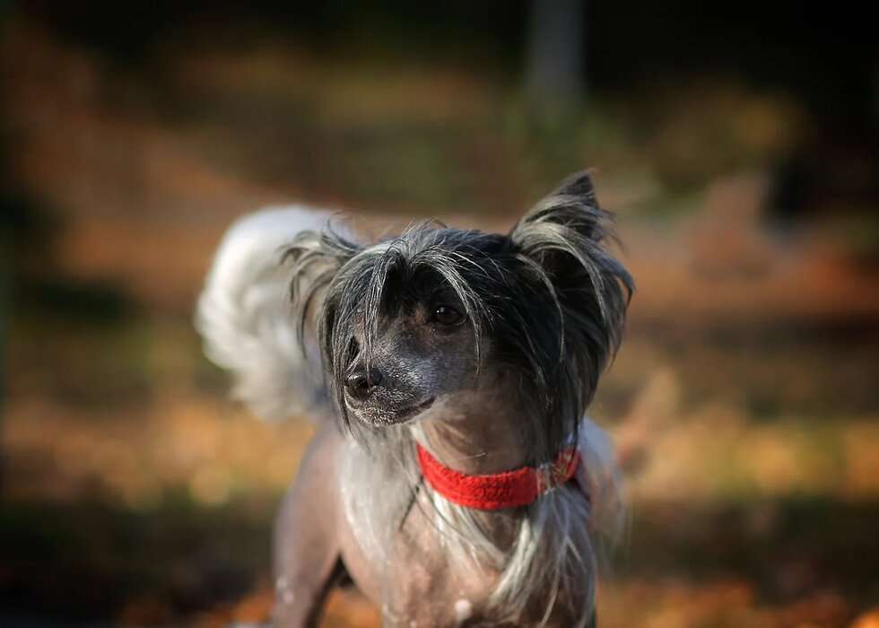 Astra dlya Imperatorskogo Kapriza