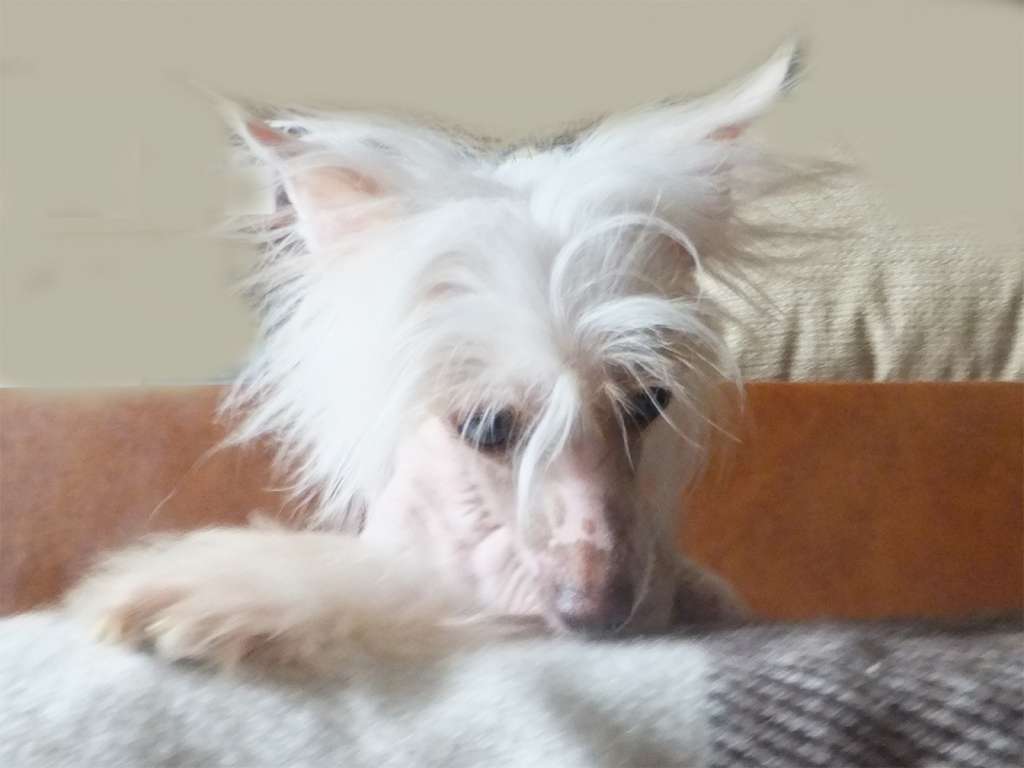 Rugen Miko White Queen