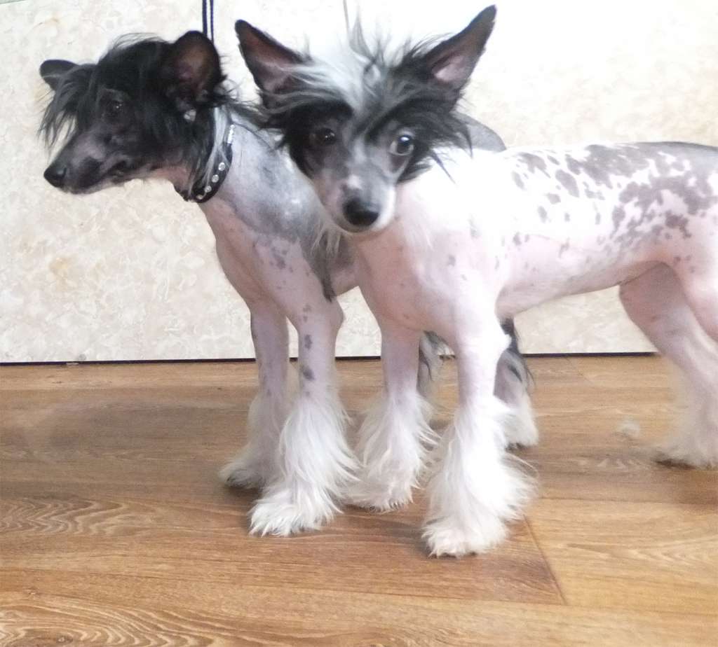 Rugen Miko  Whirlwind of happiness