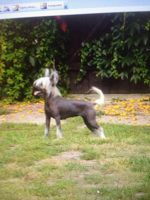 Sasquehanna Dziekujka 2