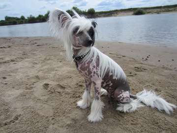 Likki Dlya Ksolo Club