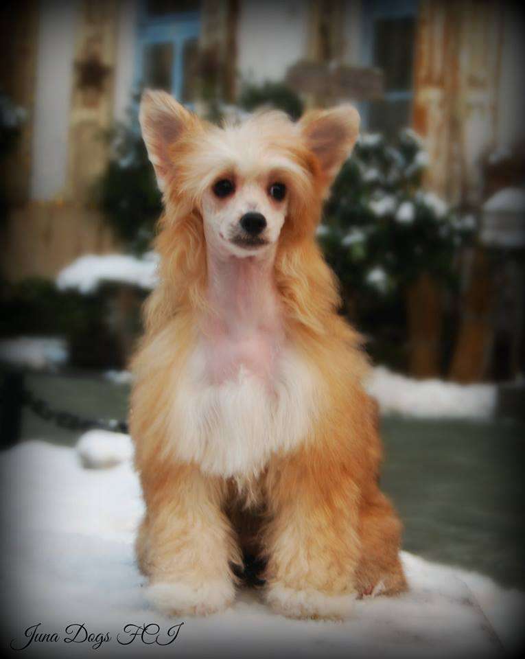 Kookaburra Kiss 'N Tell Juna Dogs FCI