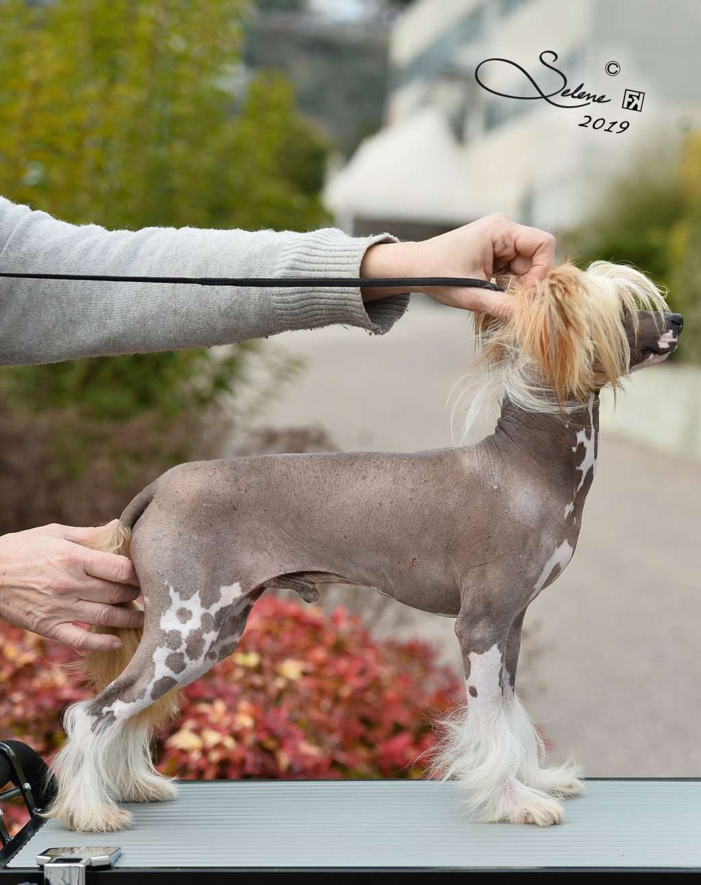 Dakota Rose Naked Ambition