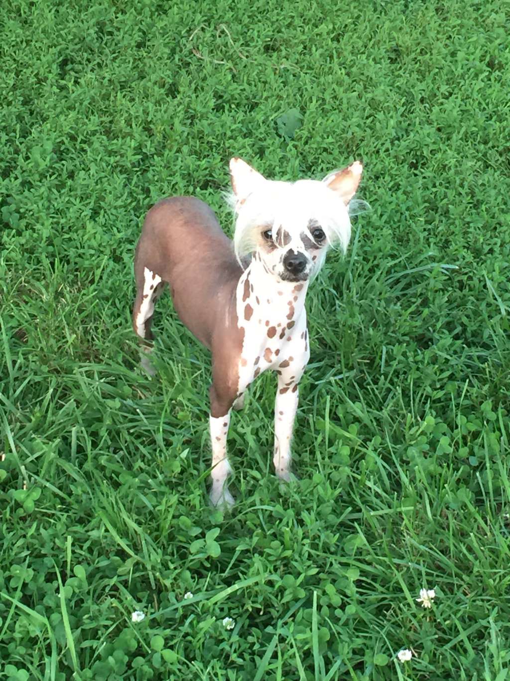 It Rubs The Lotion On Its Skin