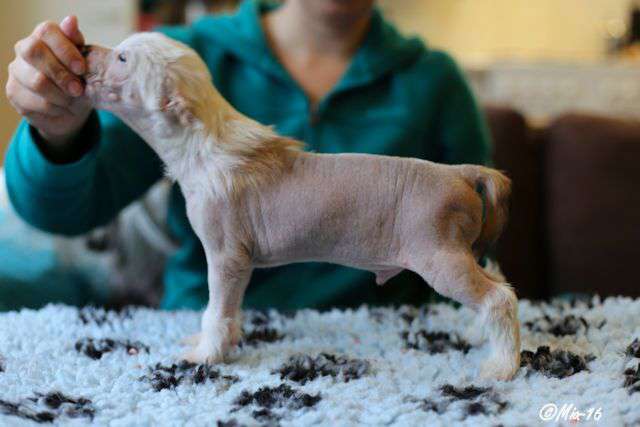 Windy Willow's I got you Babe