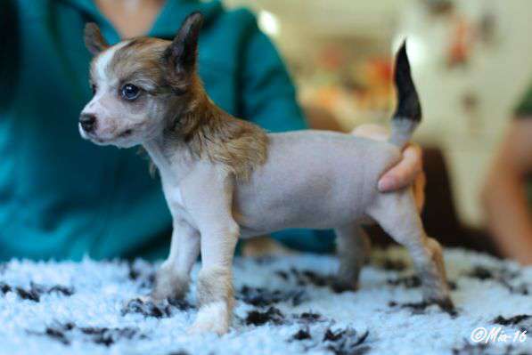 Windy Willow's I Believe I can Fly