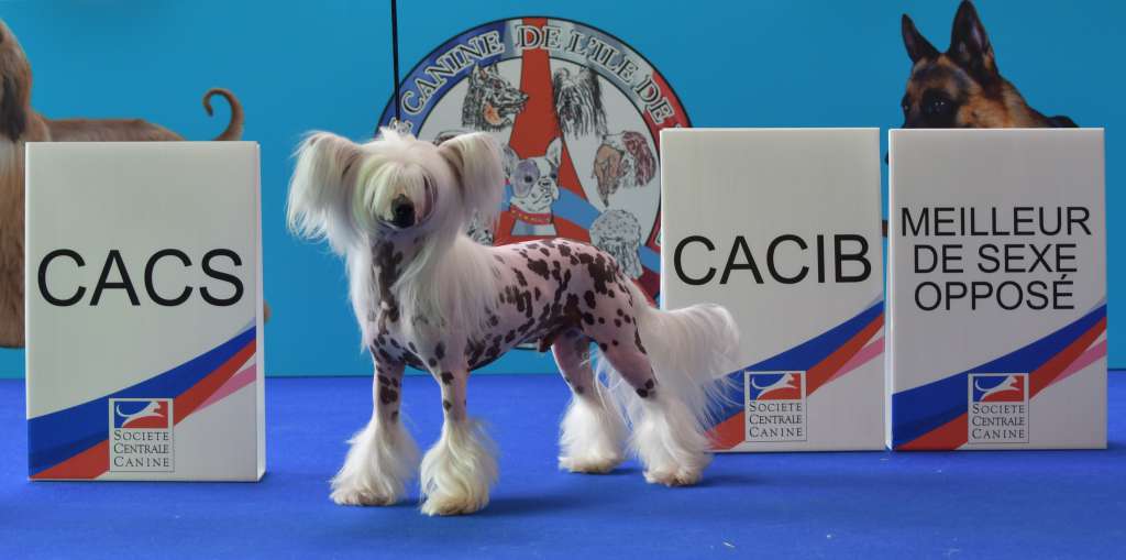 Lalasa N Zhen's Be Still My Heart