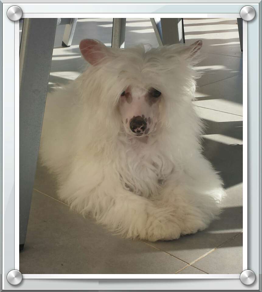 Lucky des Picholines