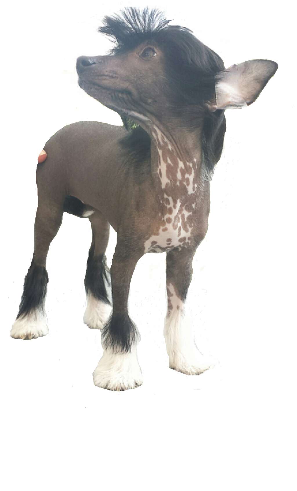 Le Diamant noir des Picholines