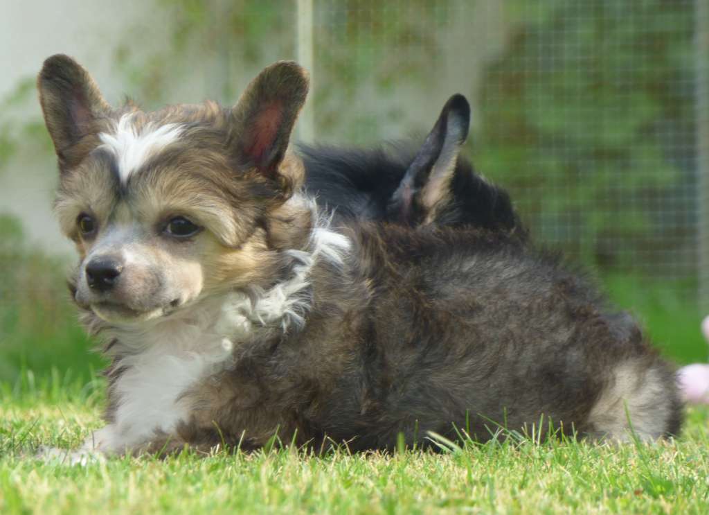 Fabian z Jestrebiho kralovstvi