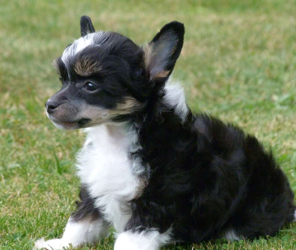 Ferdinand z Jestrebiho kralovstvi