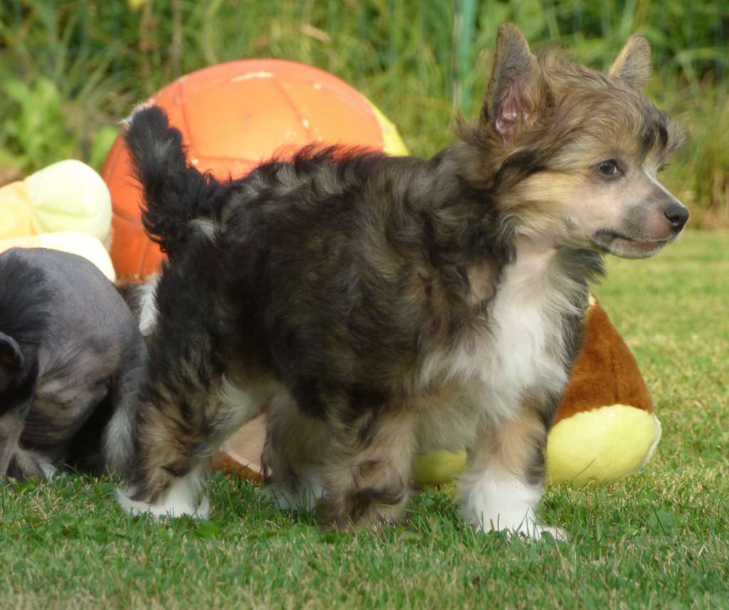 Francesco z Jestrebiho kralovstvi