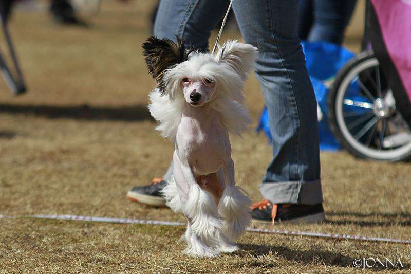 Chattanooga's Vilttitossu