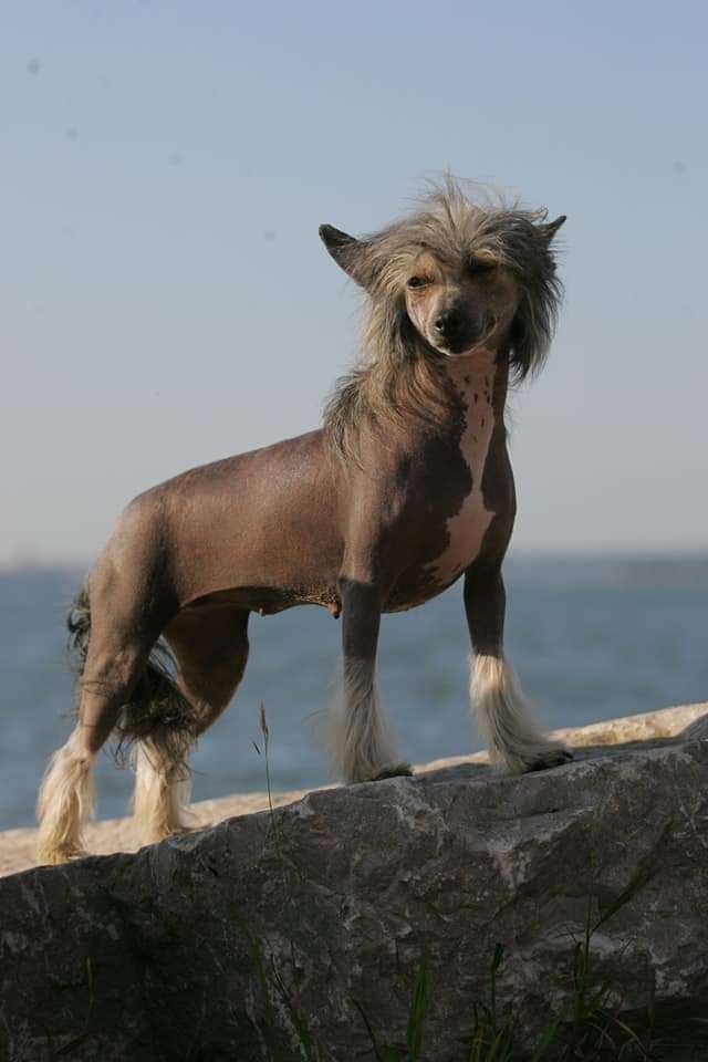 De Cabanelas To another thing butterfly