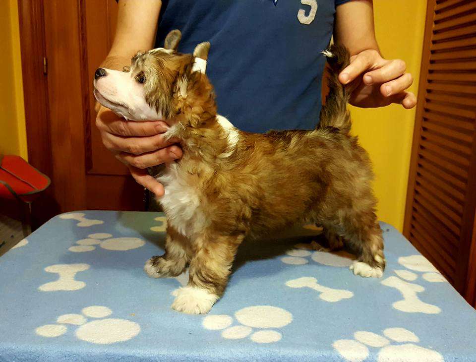 De Cabanelas You are the milk