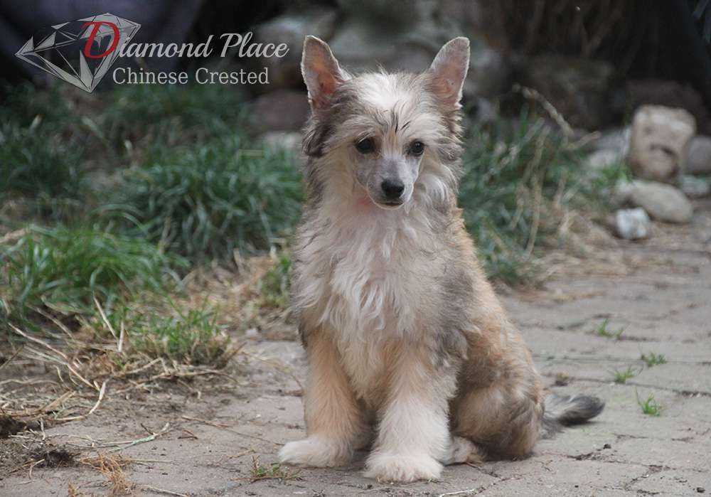 Sachin Arun Diamond Place