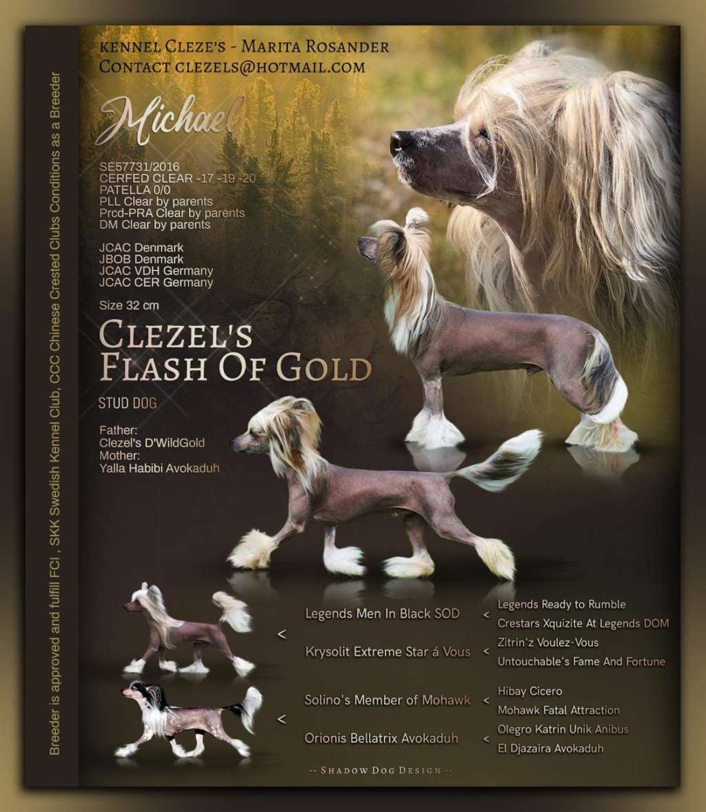 Clezel's Flash Of Gold