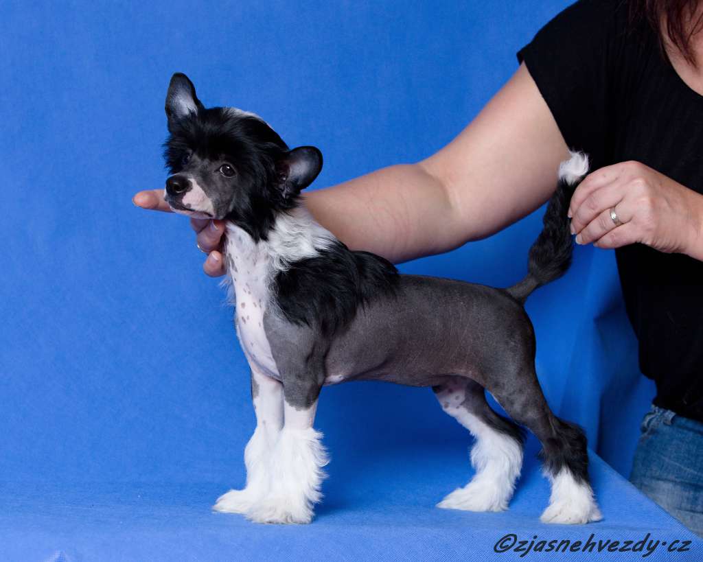 Bazalka Hairy Spirit