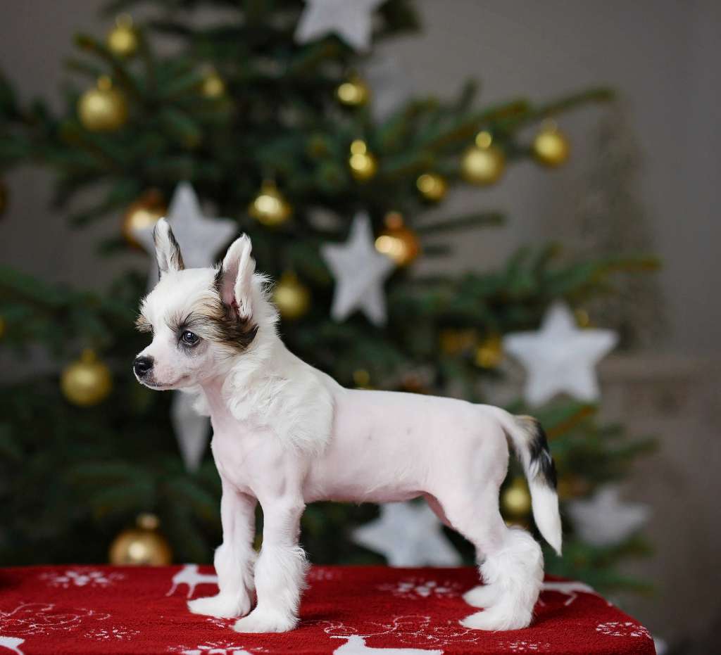 Aliaska Karaliskas Kuodas