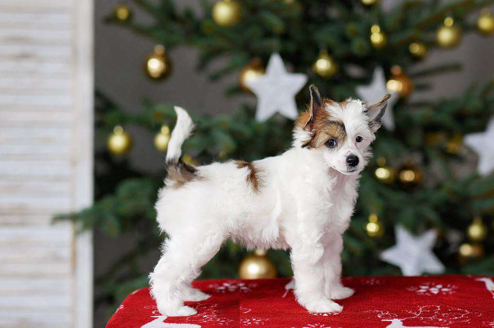 Anna Bella Karaliskas Kuodas