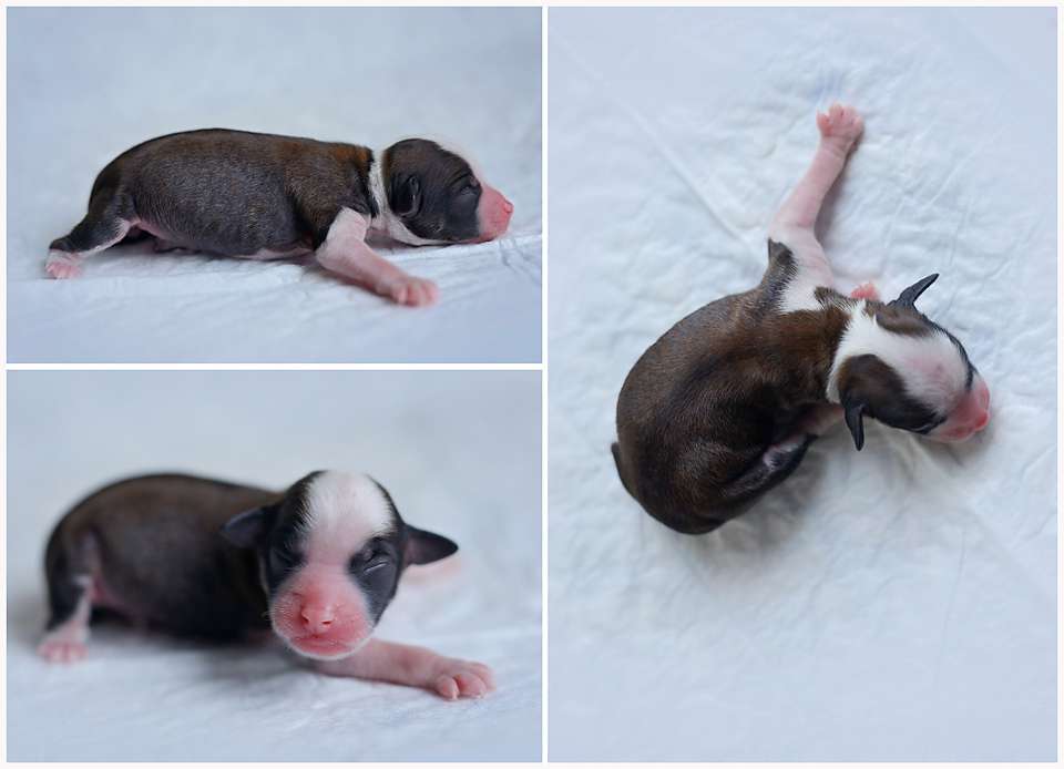 Andora Karaliskas Kuodas