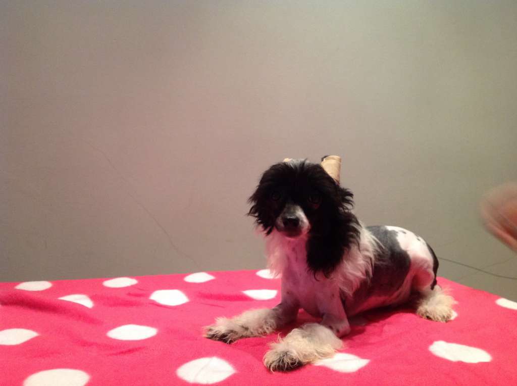 Daphne de Komorebi Dreams