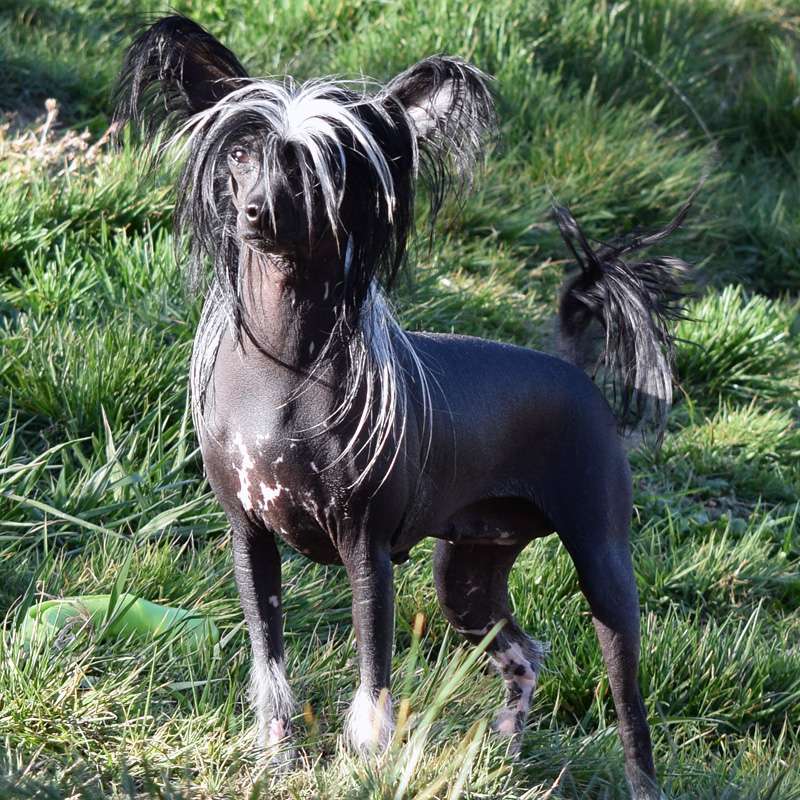 Dália Negra de Komorebi Dreams