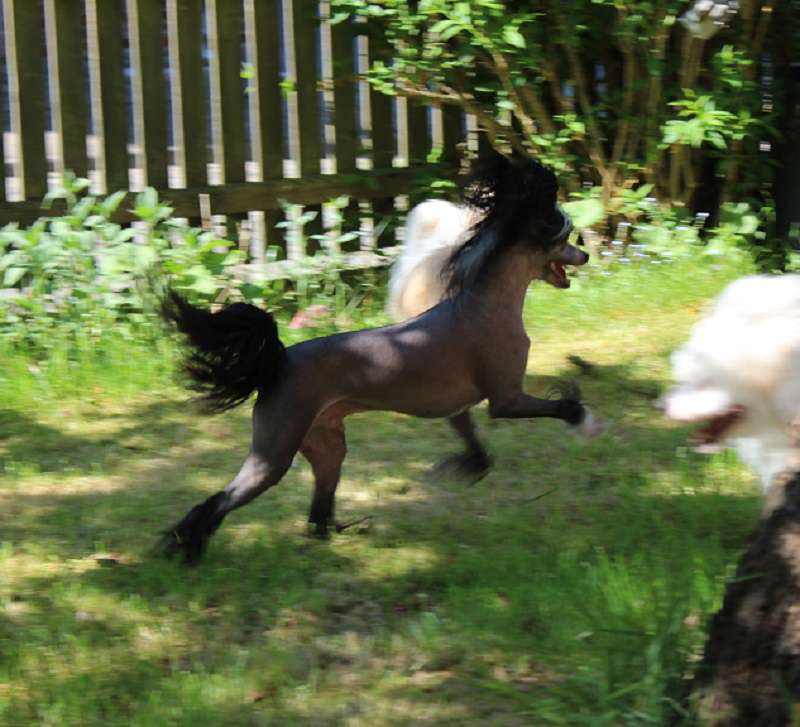 Ulixes von den Windpferden