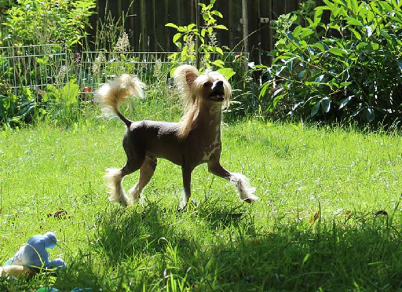 Ulbe Unicorn von den Windpferden