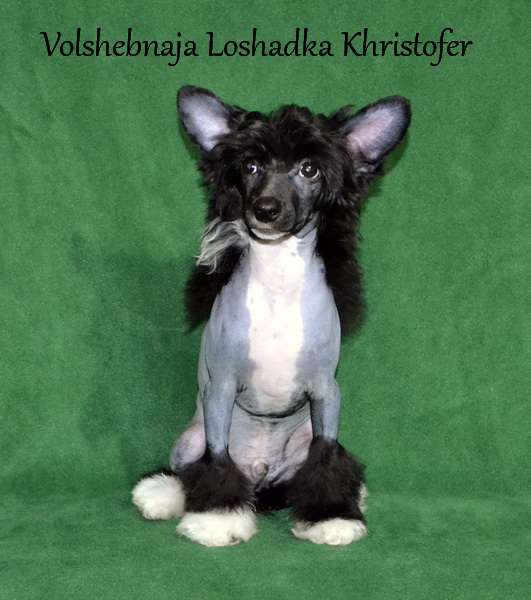 Volshebnaja Loshadka Khristofer