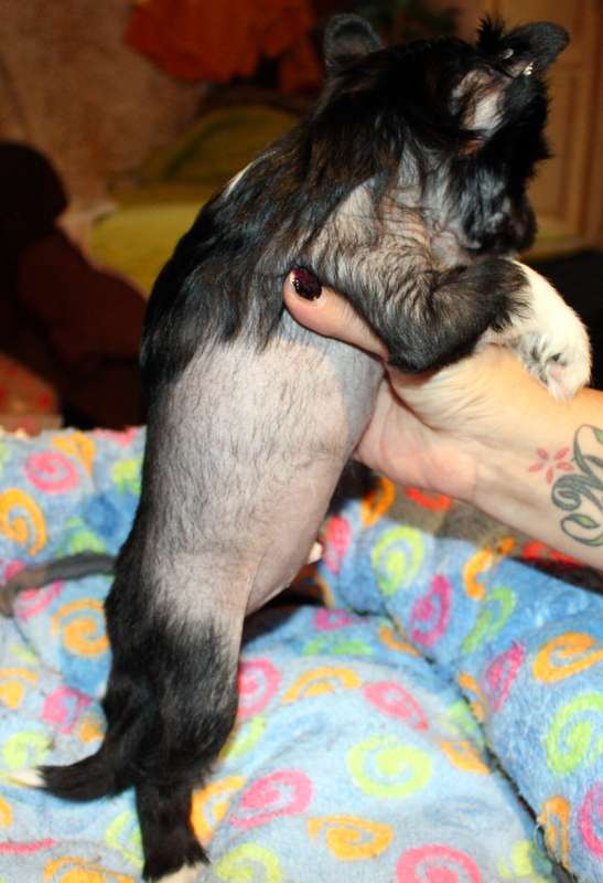 Adoro mon petit chinois