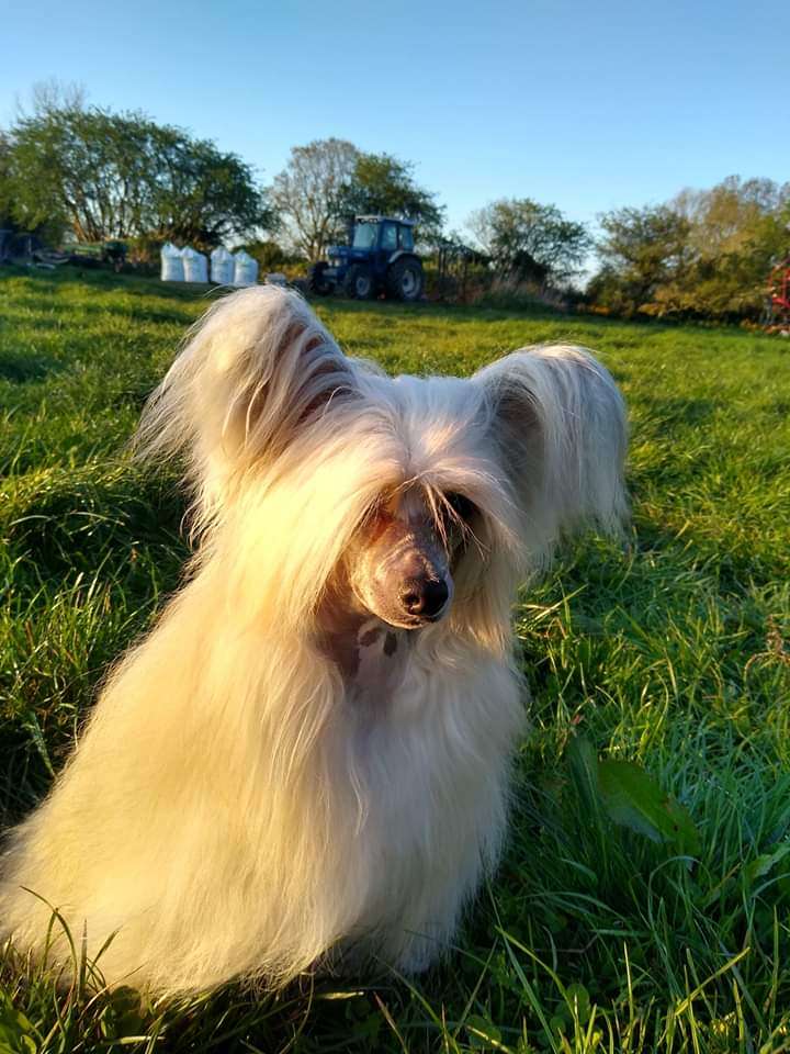 Parcauwen Secret Sapphire