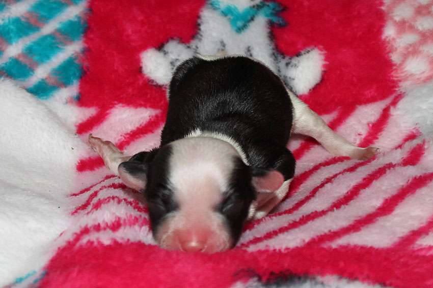 Silkencrest Google Girl