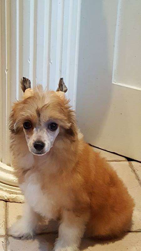 Fantastic Girl de Komorebi Dreams