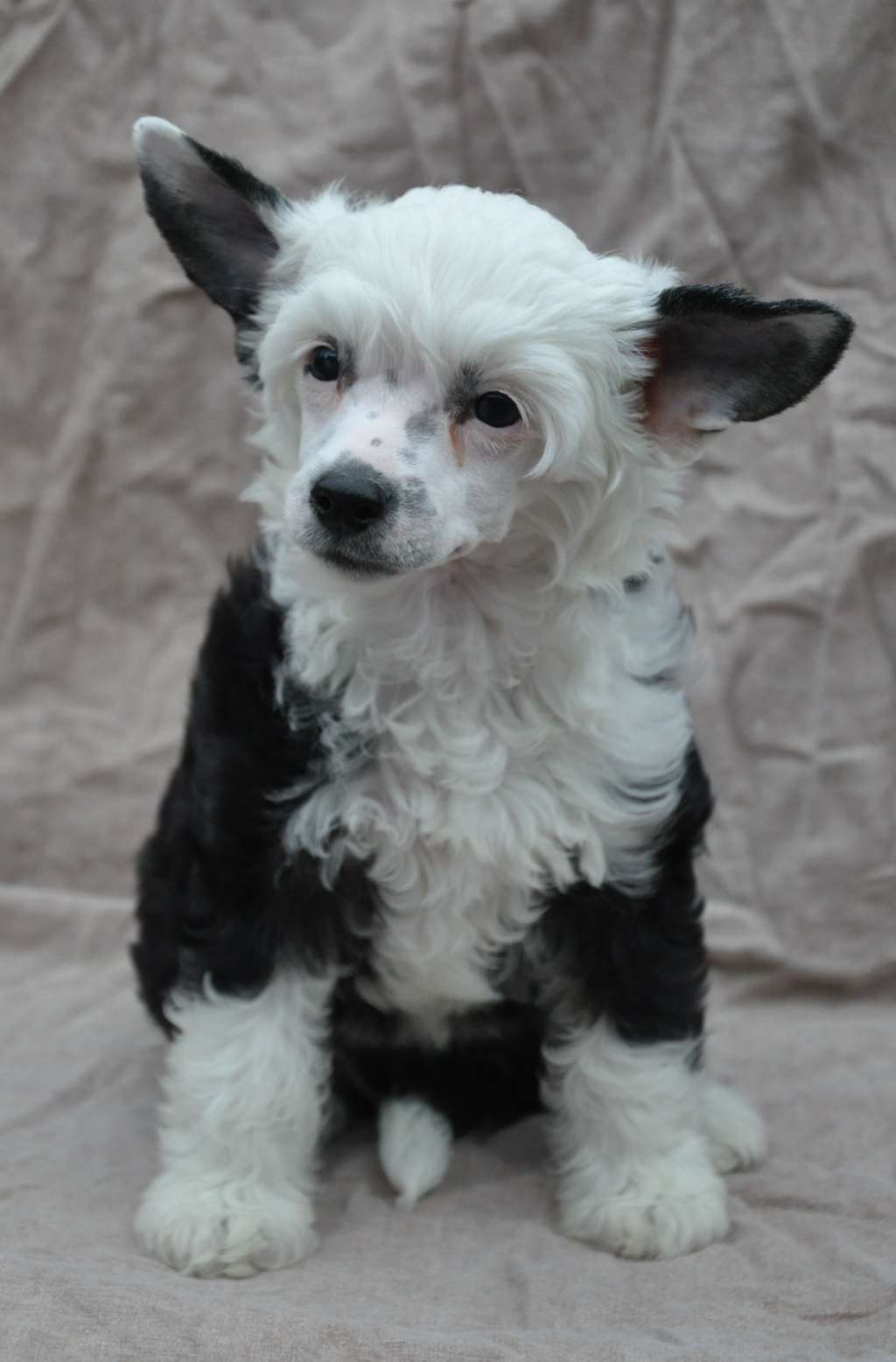 Wildeers All Seasons