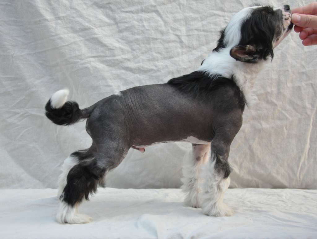 Wildeers Apache Star