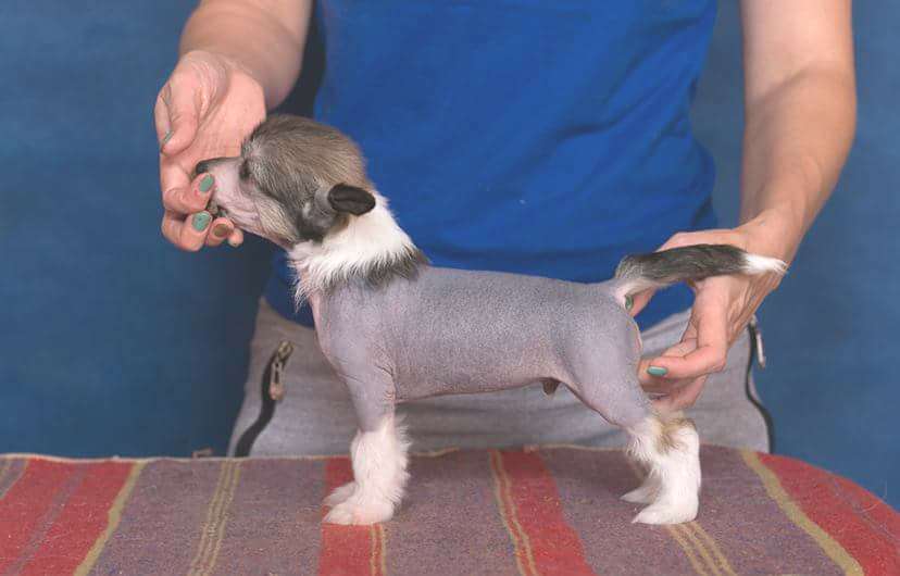 Fiery Fame Look & Envy